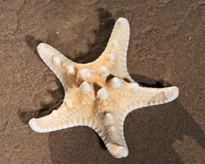 Dried specimen of Knobby Starfish lying on wet sand on the beach at sunrise. Horned Sea Star. Chocolate Chip Sea Star. Protoreaster nodosus,   Class Asteroidea.