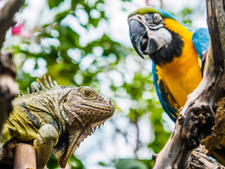 Iguana and Blue and Gold Macaw