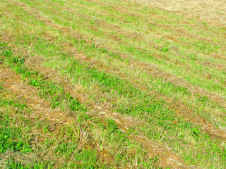 Season of haymaking. Rows of mown green grass and rows of dried grass. Full frame.