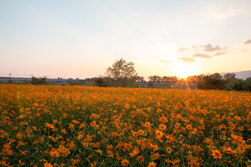 Obraz premium flowers cosmos