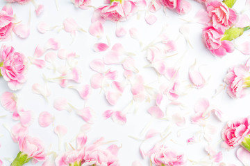Obraz na płótnie Canvas carnations flowers on a white
