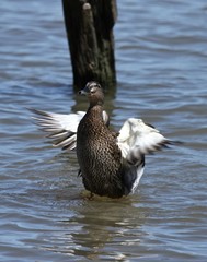 Summer Bird Sitings 