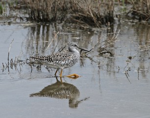 Summer Bird Sitings 16