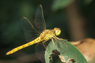 Yellow dragonfly (Sympetrum flaveolum) on pest-eaten leaves of the canadian Irga