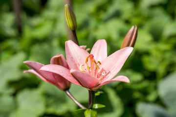 Fototapeta na wymiar lily pink flower