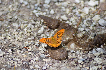 Fototapeta na wymiar Schmetterling auf Schotterweg