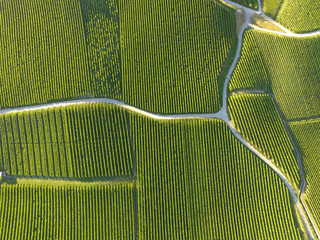 Aerial of Vineyard fields between Lausanne and Geneva in Switzerland