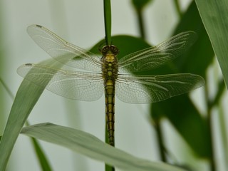 Adult female of the black-tailed skimmer (Orthetrum cancellatum)