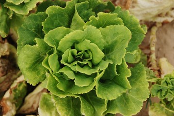 salade du potager