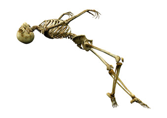 3D Rendering Human Skeleton on White