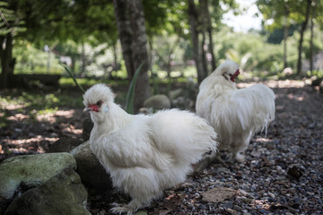Young Silkie chicken cockerels with white fluffy feathers roaming free in a garden