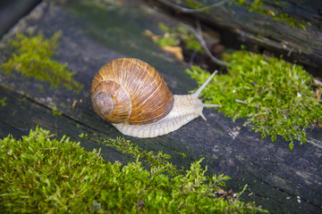 Big snail in the sink crawling on the Board