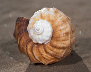 The mollusc (or mollusk) shell is typically a calcareous exoskeleton which encloses, supports and protects the soft parts of an animal in the phylum Mollusca, which includes snails, clams, tusk shells