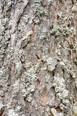 bark tree texture