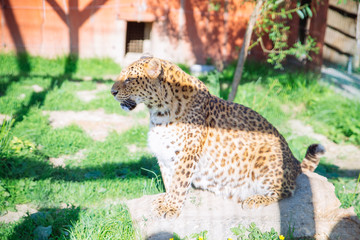 leopard in zoo in sunny day. hot day