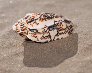 Bat Volute Sea Shell lying on wet sand on the beach at sunrise. Cymbiola vespertilio.