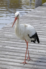 Storch auf dem Bootssteg