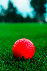Golf pink ball in a thick green grass course, trees and blue sky blurred background, close up view.