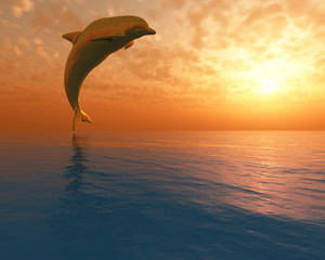  dolphin jumping out of the water