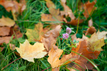 clover and the fallen yellow maple leaves in a grass