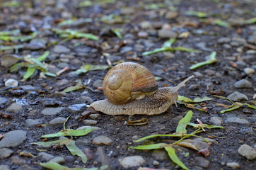 A snail crawling on rocks between the seeds of a maple