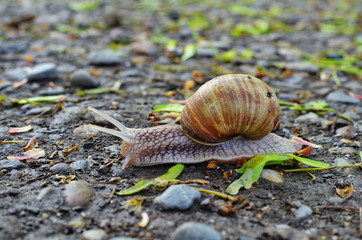 A snail crawling on rocks between the seeds of a maple
