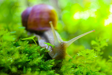 A snail in the forest, green mossy natural background, macro view. A big wild beautiful helix with spiral shell.