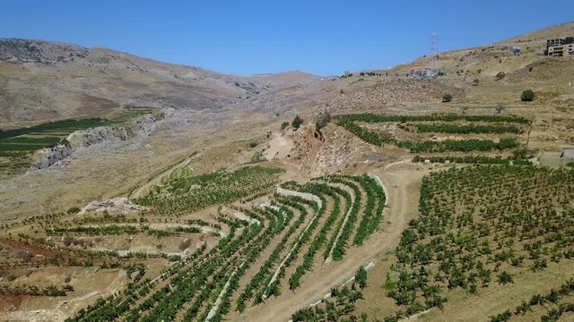 Bekka valley, vineyards from drone