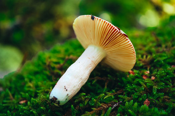 A brown cap edible russula mushroom, macro view, in a green mossy forest background. Brittle gill...