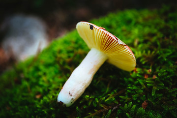 A brown cap edible russula mushroom, macro view, in a green mossy forest background. Brittle gill mushroom closeup, fungi picking up concept.