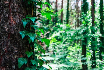 a fairy beautiful branches of ivy climbing plant with leaves on a pine tree trunk in a forest. A...