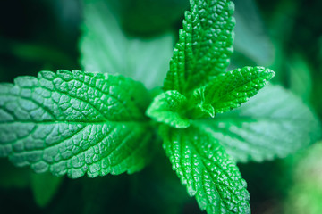 Spearmint plant leaves in a garden, macro. Mint freshness backdrop, close up. © Alice Fox