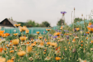 Background flowers, floral pattern, top view, pattern of flowers. Flowers pattern texture, beautiful flowers background