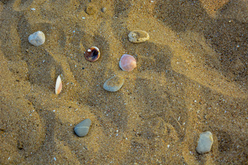 Shells and stones on a sandy beach