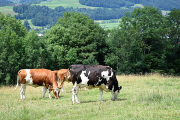 Kühe auf der Weide