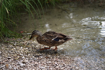 Ente am Seeufer
