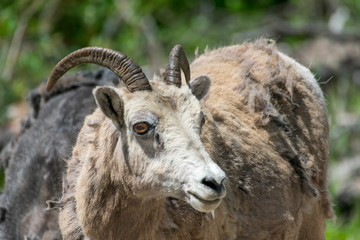 Sheep in Jasper National Park, Canada