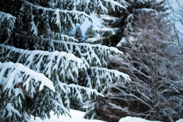 Wintertree