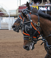 Horses at chuckwagons