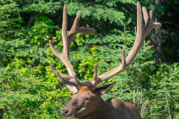 A Bull Elk in Jasper National Park, Canada