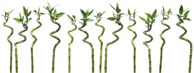 Several Dracaena branches isolated on wight