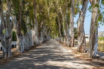 Long straight road with enormous eucalyptus trees in Kolymbia. Rhodes island, Greece