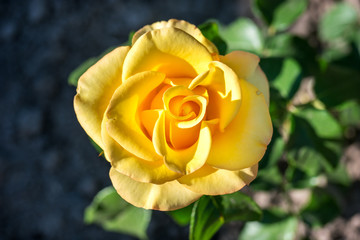 Yellow rose closeup