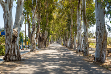Long straight road with enormous eucalyptus trees in Kolymbia. Rhodes island, Greece