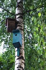 birdhouse on a birch