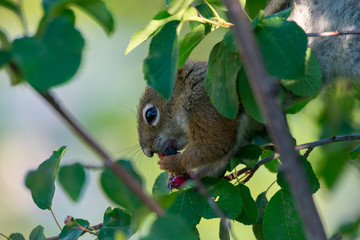 Naklejka na ściany i meble A Hungry Chipmunk Eating Berries In A Tree