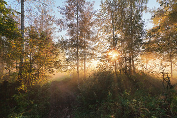  Sun lights in a mist in forest