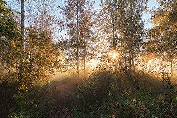 Obraz premium Sun lights in a mist in forest
