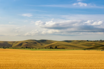 Fototapeta na wymiar панорама зеленых холмов с облачным небом и желтым полем, Россия