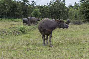 Thai buffalo in the field.